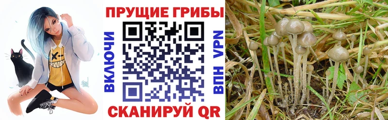 Купить закладки  Великий Устюг  Псилоцибиновые грибы Psilocybine cubensis 